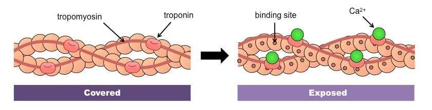 Regulējošās miofibrillu olbaltumvielas Tropomiozīns apvijas ap aktinīnu, nosedz miozīna piesaistīšanās vietu miera stāvoklī Troponīns 3 apakšvienības : T- augsta afinitāte pret tropomiozīnu; C-