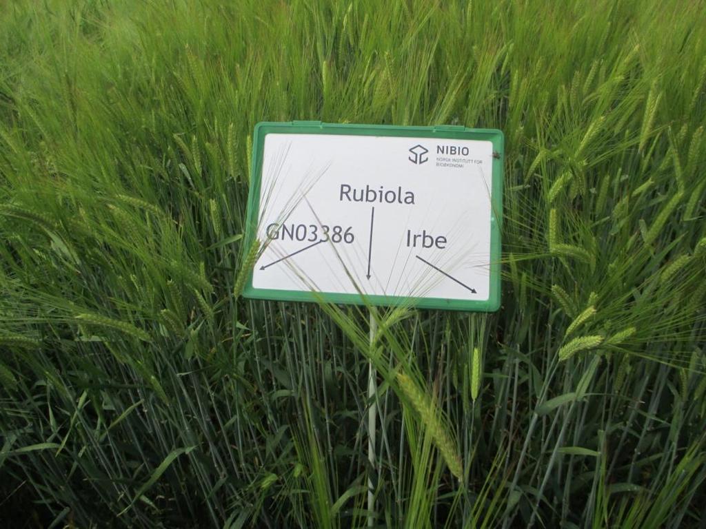 Izmēģinājumā iekļautās šķirnes Triticale Tulus Ruja Latvia 9405-23 Latvia 0209-45