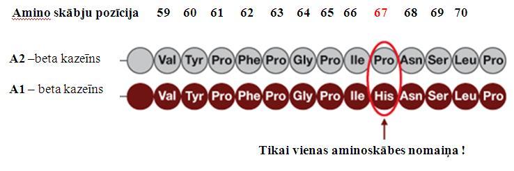 β- kazeīna divi ģenētiskie varianti: vēlamais A2 un nevēlamais A1 Filoģenētiski agrākā forma ir A2, no kuras mutācijas rezultātā izveidojās A1 forma