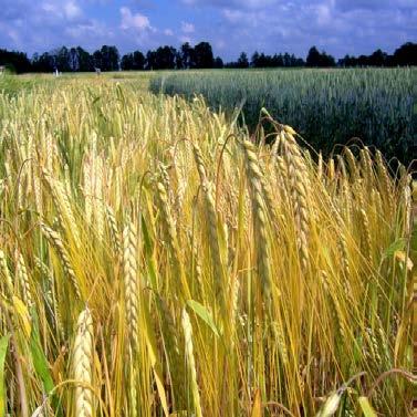 Kailgraudu mieži KORNELIJA reģistrēta Latvijā un Igaunijā agrīna, graudi rupji graudi labi izlobās kulšanas laikā Vidēja ražība (3.8 līdz 5.