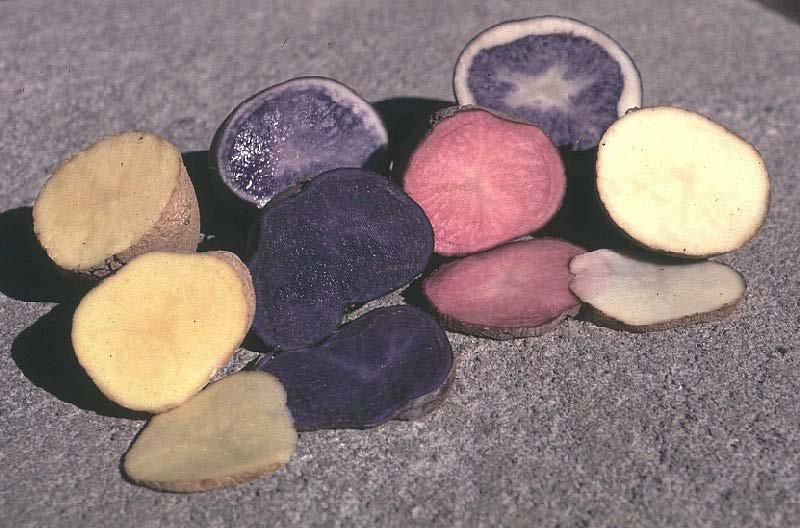 Kartupeļi Kartupeļi ar krāsainu mīkstumu diētiskiem produktiem o Krāsu pigmenti