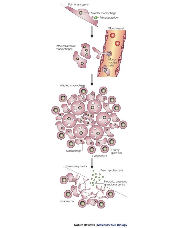 Introdución á TB Patoxenia: mecanismo de infección (i) Determinada por: Vía infección Factores derivados hóspede Factores derivados patóxeno (Corner,