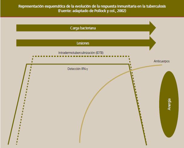 Introdución á TB Patoxenia: mecanismo de infección