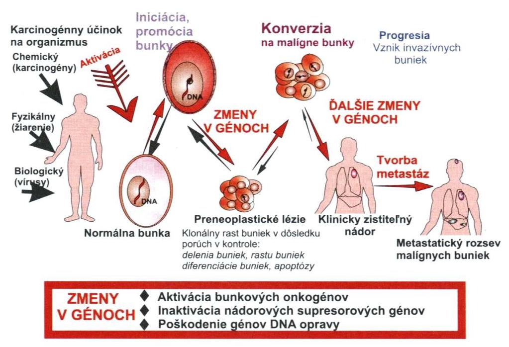 62 Biologické hľadiská radiačnej ochrany Tento model závislosti dávka - účinok je obecne známy ako lineárny a bezprahový (LNT, linear-non-treshold ).