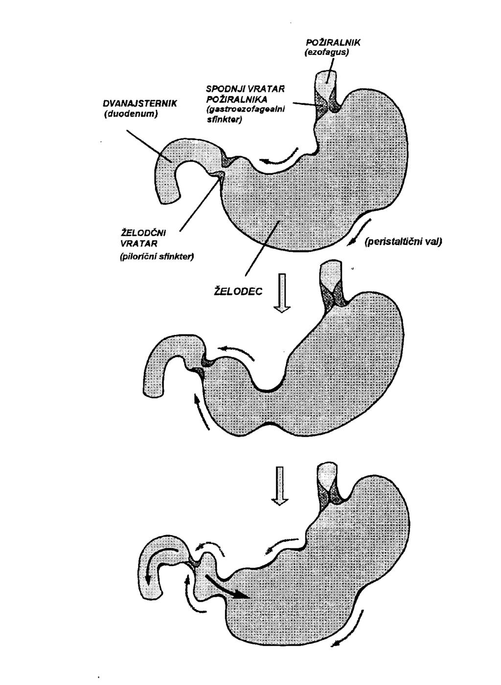 Gibi mešanja želodca (Koren, 1999) Močni peristaltični valovi mešajo prispelo hrano z
