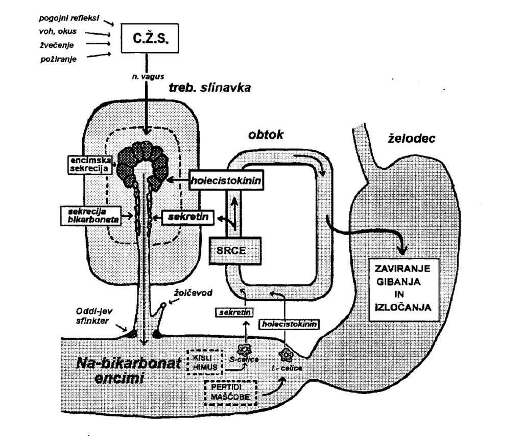 Uravnavanje izločanja trebušne slinavke (Koren, 1999) Endokrine celice v mukusnem sloju dvanajstnika ob dotiku kislega