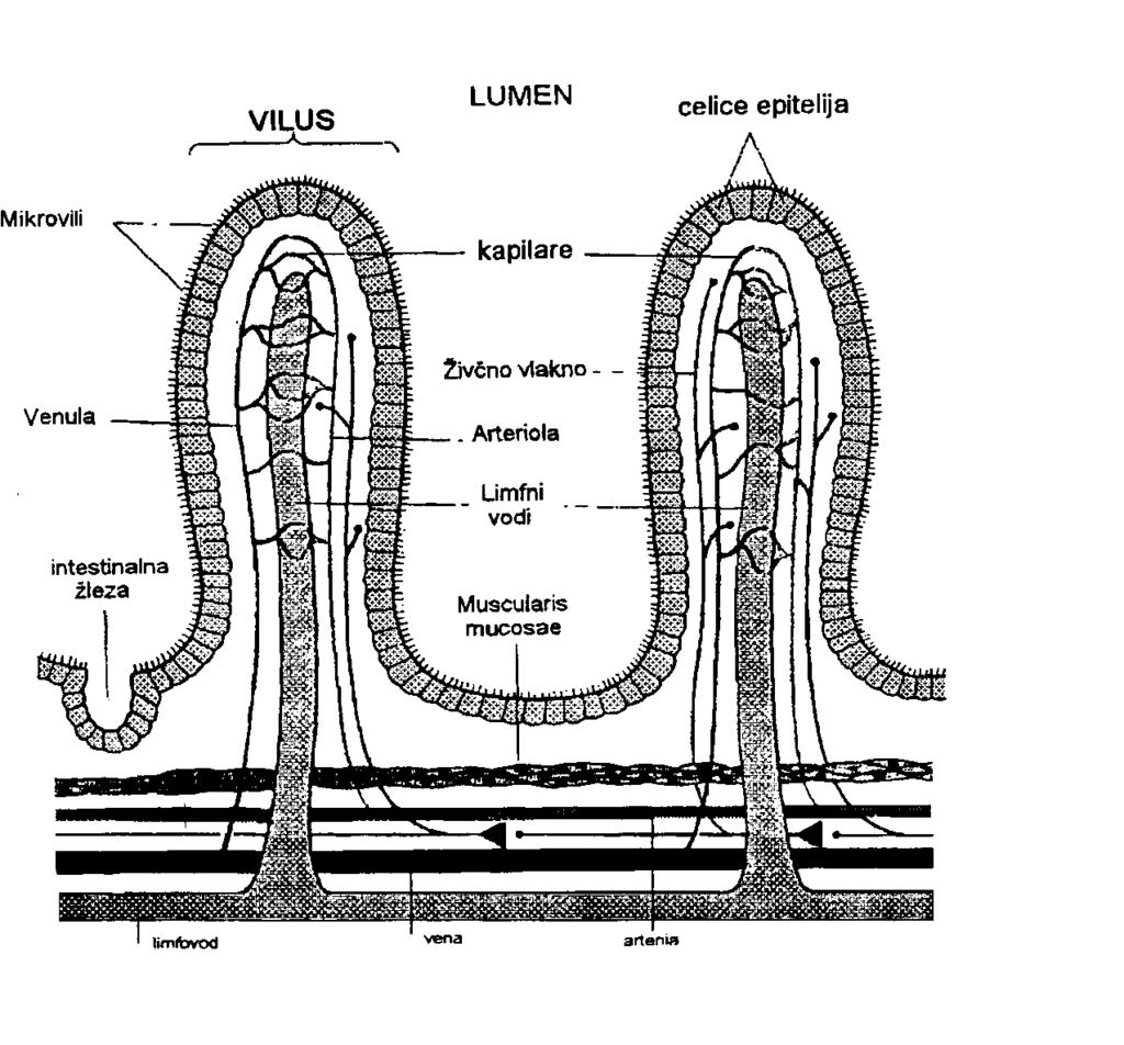 Tanko črevo (ileum) Tanko črevo je vijugasto in pentljasto in doseže pri odraslem človeku dolžino 3-5 metrov.