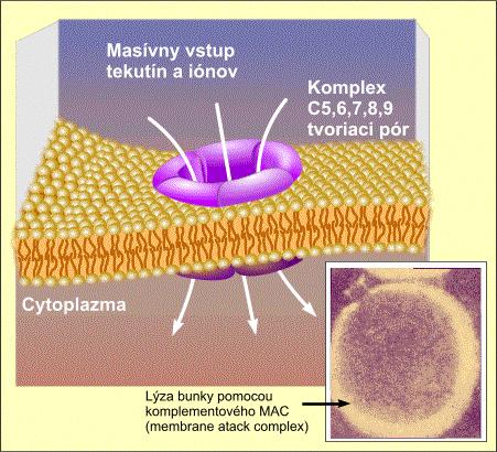 C) Komplementový systém Aktivácia komplementu KLASICKÁ Komplex Ag-Ab LEKTÍNOVÁ Mannose binding protein Plazmatické proteázy ALTERNATÍVNA Patogénne povrchy Properdíny C3 konvertáza Efekty komplementu