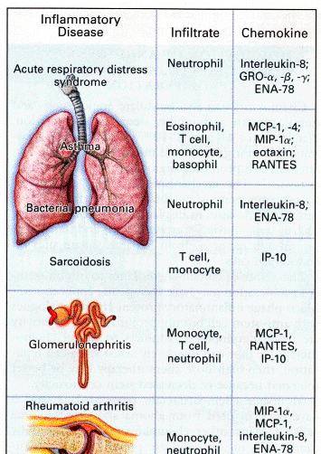 Chemokíny PREHĽAD CHEMOTAXÍNOV (CHEMOTAKTICKÉ FAKTORY ) Lokalizácia Exogénne Chemotaxín FMLP (formylmetionyl leucyl fenylalanín), FNLP ( formylnorleucyl