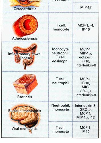 CXC Chemokíny CC Chemokíny C LTB4, 12-HETE, PAF IL-8, GRO a, IP-10, ENA-78, PF- 4, MIP - 2a, MIP - 2b, GCP - 2, NAP - 2, b - GP, MGSA RANTES, MCP- 1, MCP-2,