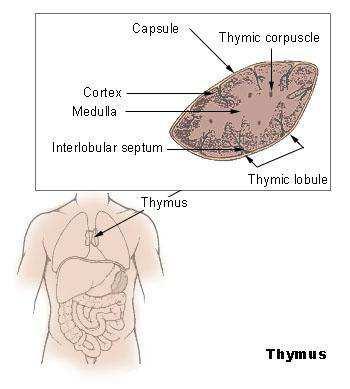 Timus ili prsna žlijezda timus je uključen u diferencijaciju limfocita, pristiglih iz koštane srži, u