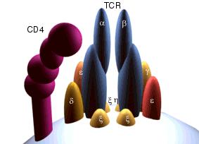 Receptorski kompleks Biljezi limfocita T Receptor za (TcR); TcR-αβ i TcR-γδ Signalne molekule receptora (CD3-kompleks=heterodimeri lanaca γ:ε i δ:ε i homodimeri lanca ζ:ζ) ITAM sljedovi (eng.