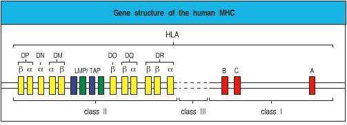osoba Gen za β2-mikroglobulin smještena je na kromosomu 15 Funkcije MHC molekula stanični biljezi navode T limfocit na stanicu koja ima eksprimirane MHC molekule MHC molekule