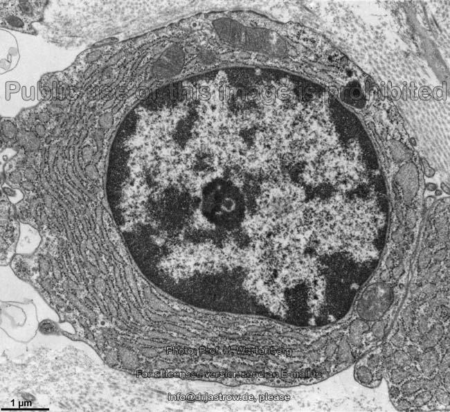 Limfocitne stanice Limfocitne populacije i subpopulacije mali T limfociti Nosioci humoralne imunosti Nosioci stanične imunosti B limfociti stanice NK srednje veliki i veliki granulirani limfociti