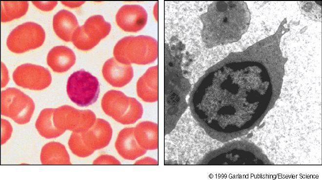 large granular lymphocyte; LGL) NK stanice plazma stanica limfoblast limfocitna prastanica koštana srž timus limfociti B limfociti T B1 (CD5 + ) B2 (CD5 - ) T-αβ T-γδ pomoćnički (helper) CD4 +
