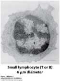 Stanični ciklus Recirkulacija limfocita Limfoblast stanica koja prolazi kroz ciklus diobe; nezreli oblik limfocita Limfoblast prolazi primarnu diferencijaciju u koštanoj srži i timusu i nastaje