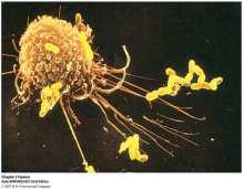 Fagocitoza jedan od mehanizama za eliminaciju infektivnih čestica i organizama fagociti prepoznaju tuđe od vlastitog vrše fagocitozu gutaju uljeze pomoću citoplazmatskih nastavaka privlače patogene