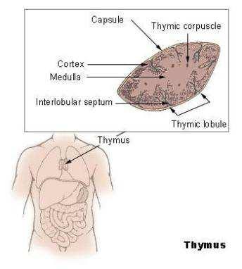 Timus ili prsna žlijezda Timus građen od limforetikularnog tkiva grupiranog u dva režnja koja su obavijena vezivnom čahurom (kapsula)=inkapsuliran nastavci čahure protežu se u unutrašnjost