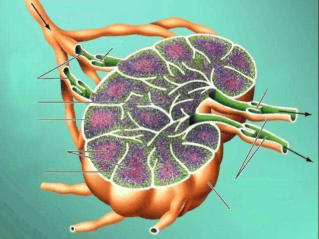 (medulla) organiziran u T i B zone T zona parakortikalna područja B zona limfni čvorići (folikuli) i zametna središta (germinalni ili zametni centri) Ulazne (aferentne) limfne žile Srž Kora Trabekula