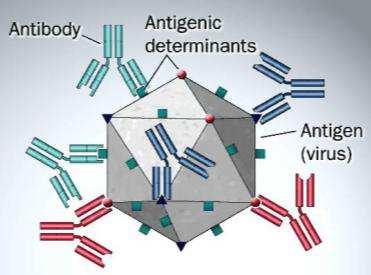 do ponovnog izlaganja istom antigenu Antigeni Stanice imunosnog sustava proteinske ili polisaharidne molekule koje se nalaze na površini virusa, bakterija i drugih mikroorganizama, ili su slobodne