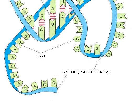 RNA (r-rna) Informacijska RNA (m-rna) Transportna RNA (t-rna) RAZLIKE OD DNA