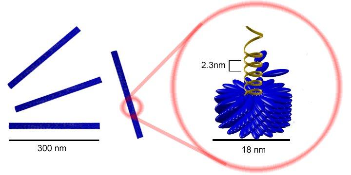 Nukleinska kiselina (DNA, RNA) +