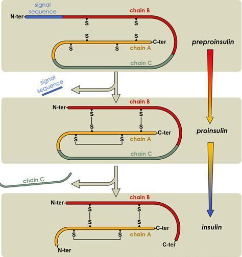 Biosyntéza inzulínu Prebieha v ß - bunkách Langerhansových ostrovčekov v pankrease nasledovne: Z preproinzulínu sa tvorí proinzulín, ktorý tvoria reťazec A a B i C peptid Po