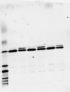 lenth blots belonging to Figures 3A. Top left corner: figure as presented in paper. Pull down and input samples were run on the same gel, which was subsequently blotted for Rac.