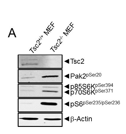 2 i 1 2 ii 1 2 i ii iii iv TSC2 p-pak2 iii v iv 1 2 1 2 p70s6 v Actin p-s6 1) Tsc2 +/+ 2)