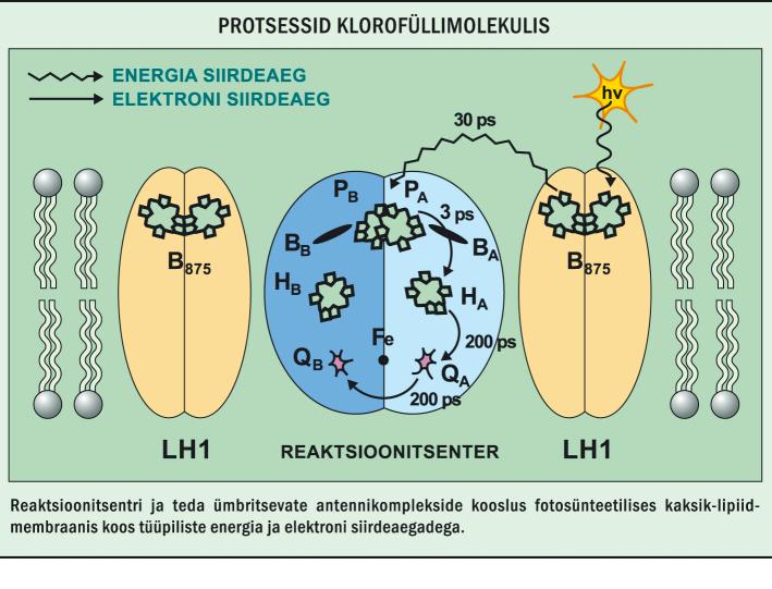 BIOSFÄÄRI ENERGIAALLIKAD Biosfääri energiaallikate, välja arvatud radioaktiivsed tuumkütused, ühiseks lätteks on Päike. Seda ka kitsalt inimese seisukohalt lähtudes.