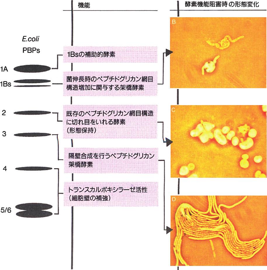 1970 (GNB) MIC PBP3 PBP1A 1B 4 MIC 4.