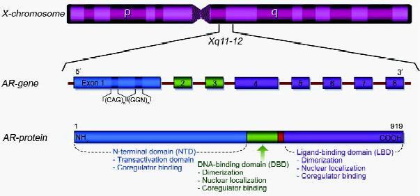 Androgénový receptor - základná charakteristika AR gén lokalizovaný na X chromozóme