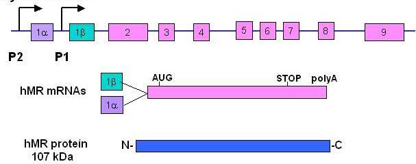 Mineralokortikoidný receptor základná charakteristika ľudský hmr je lokalizovaný na 4.chromozóme (q31.