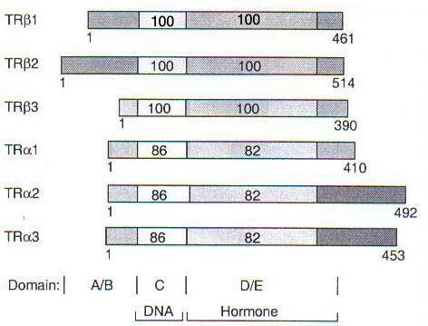 Tyroidné hormónové receptory (TRs)- základná charakteristika sú kódované dvoma génmi: THRA (17q11.2) a THRB (3p24.