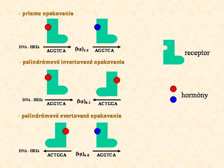 Väzba NR na elementy homonálnej odozvy Hormone-Response Elements (HREs) HREs majú spoločnú analogickú