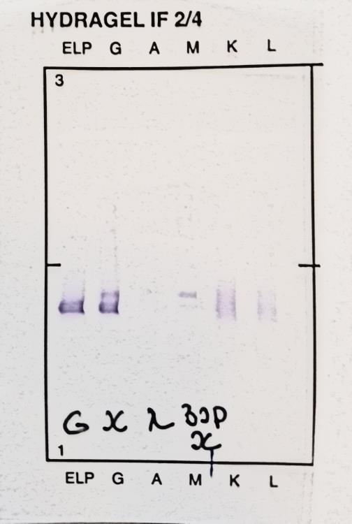 BJP proteina s tom razlikom da se u prvom slučaju na krivulji uočava samo