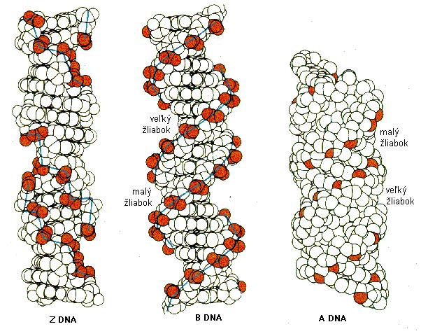 brázok 6.2 Typy dvojzávitnicovej molekuly DA: Z, B a A. Dvojzávitnica DA sa môže vyskytovať ako: 1. lineárna molekula dvojreťazcová DA s voľnými koncami 5' a 3'. 2.