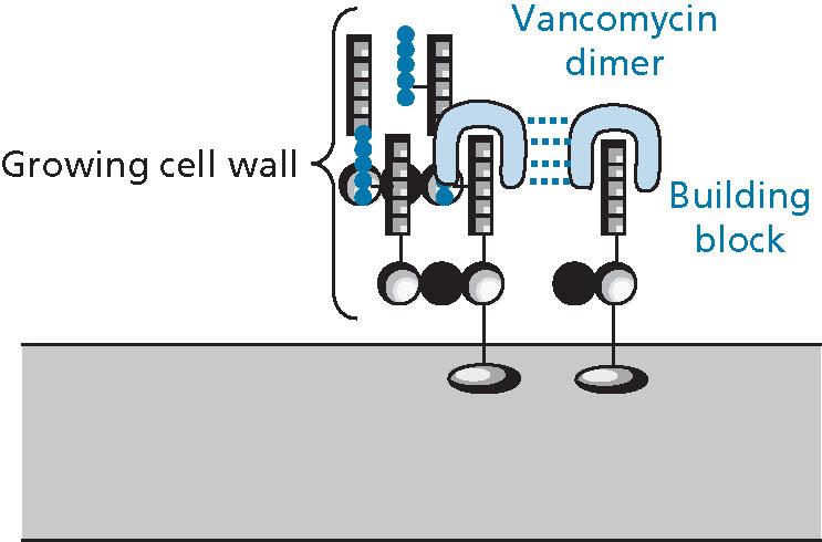 Vankomicin Mehanizem: http://student.ccbcmd.edu/courses/bio141/lecgui de/unit2/control/vanres.