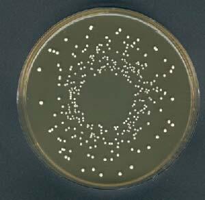 STARTER KULTURE Bakterije mlečne kiseline- Lactococcus spp. i Lactobacillus spp.