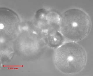ioni - experimentarea şi caracterizarea unor suspensii de materiale de acoperire material ceramice cu şi realizarea unui model de laborator material de acoperire microsfere ceramice - realizarea de
