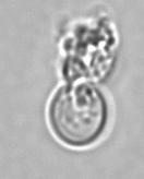 t 5 0,4116 AOP vina (mmol/l.