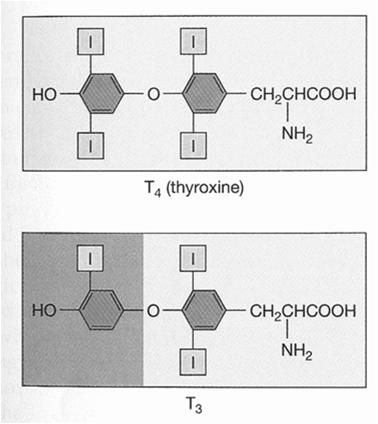 (tiocianat, perklorat, pertehnetat) - stimulira jo TSH (preko c-amp) Transport na apikalno stran in