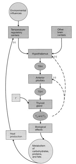 Prenos v plazmi Zveza TRH (tiroliberin)- TSH-ščitnica