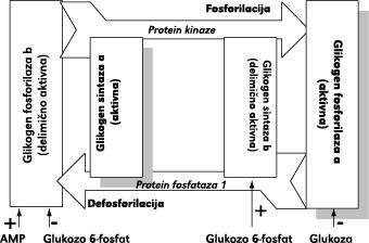 Protein kinaze istovremenom fosforilacijom sintaze i fosforilaze pospešuju razgradnju molekula glikogena (aktivisana fosforilaza, deaktivisana sintaza), dok