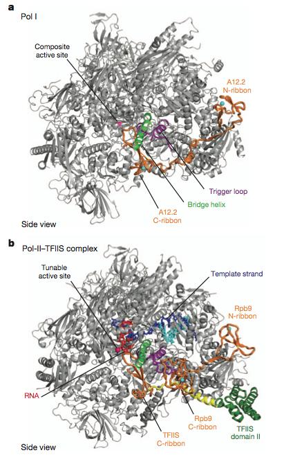 RNA polimeraza I Saccharomyces cerevisiae struktura Pol I 2,8 Å 14