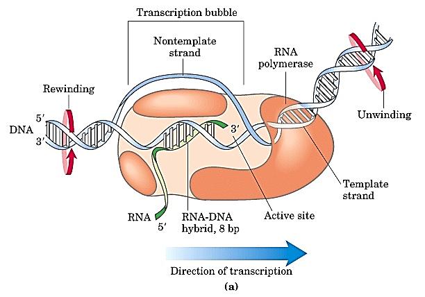 RNA POLIMERAZA katalizira transkripcijo vključujejo tri