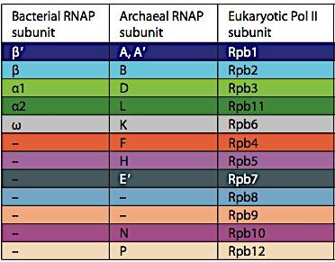 osrednji encim (α2ββ'ω) RNAP holoencim (α2ββ'ωσ) 400 kda obe obliki sposobni prepisovae