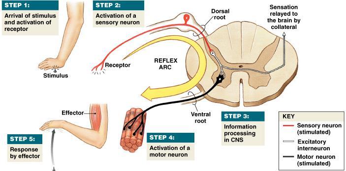 Refleksni luk: osnovna jedinica refleksne aktivnosti 1. Receptor mesto gde deluje draž 2.