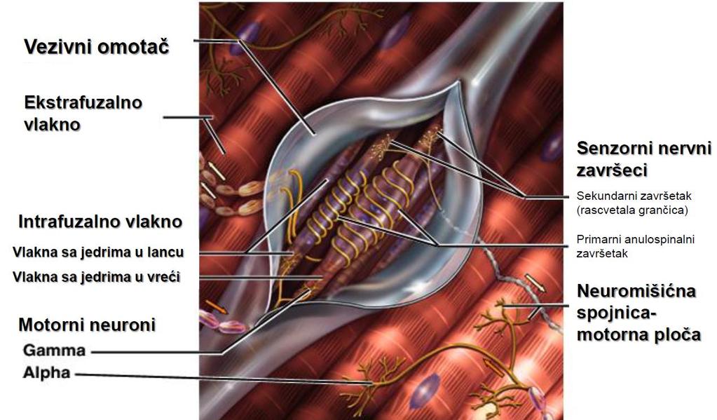 Mišićna vretena Intrafuzalna vlakna Vlakna sa jedrima u vreći (1-3) Vlakna sa jedrima u lancu (3-9) Primarni