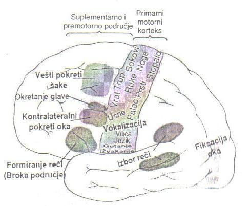 Specijalizovani regioni motorne kore Broka region i govor odgovoran za formiranje reči, kod oštećenja, nije moguće da osoba izgovara cele reči, već je govor nekoordinisan i povremeno izgovara samo